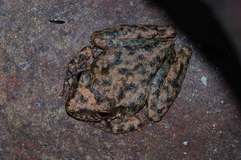 Copland's Rock Frog