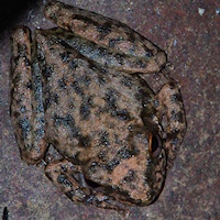 Copland's Rock Frog