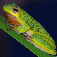 Cooloola Tree Frog