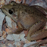 Peters' Frog