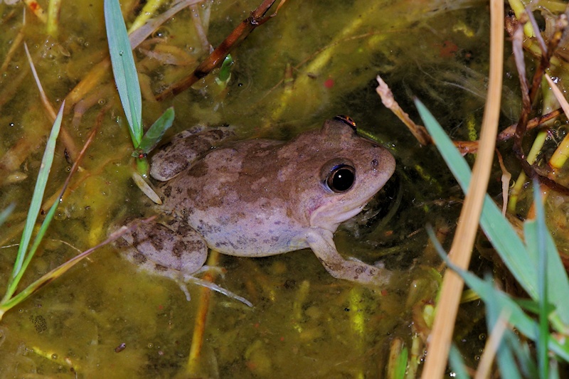 Long-thumbed Frog