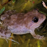 Long-thumbed Frog