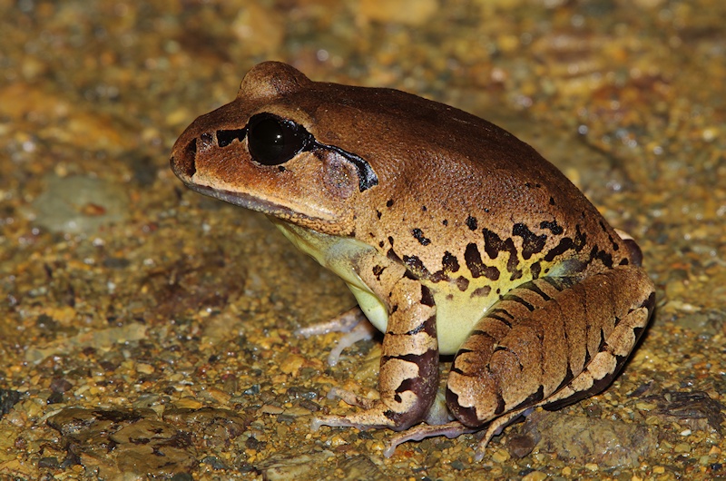 Great Barred Frog