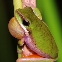 Australian Frogs /