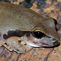 Wilcox's Frog
