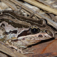 Striped Marshfrog