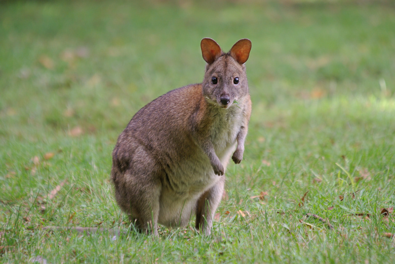 Red-necked Pademelon