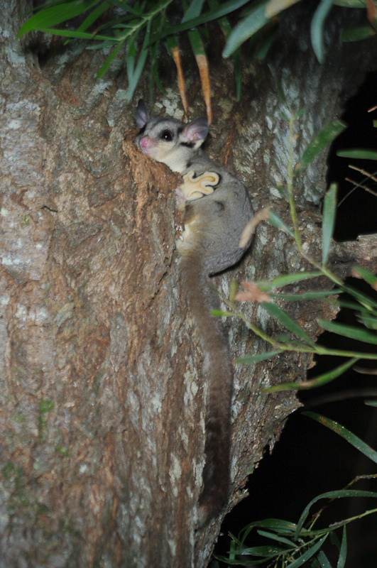 Sugar Glider