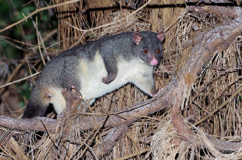 Short-eared Brushtail Possum