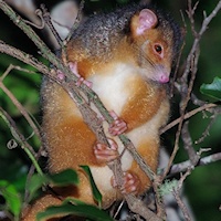 Common Ringtail Possum