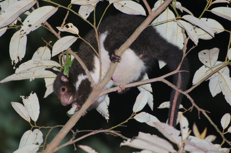 Herbert River Ringtail Possum