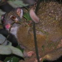 Green Ringtail Possum