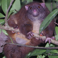 Lemuroid Ringtail Possum