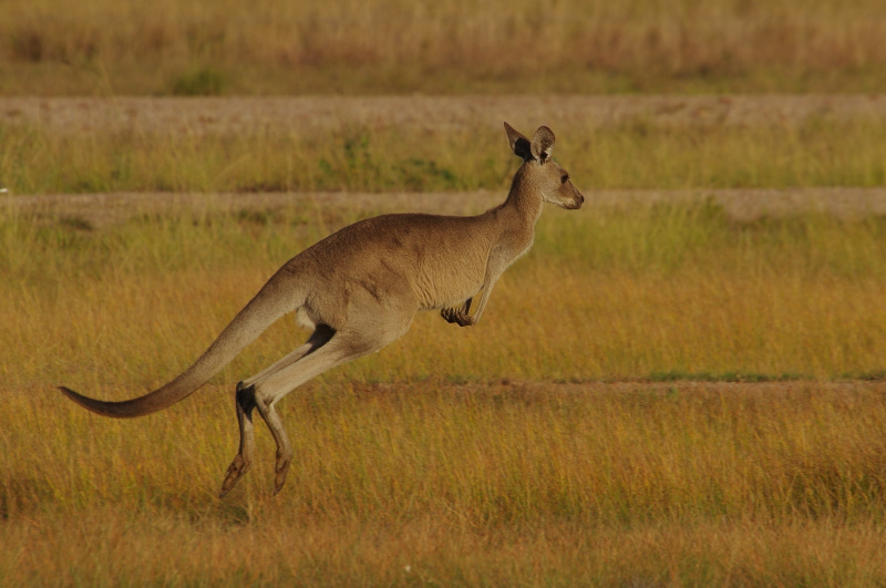 Eastern Grey Kangaroo