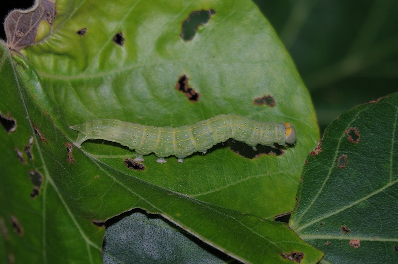Unidentified Caterpillar 3