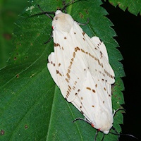 Light Ermine Moth