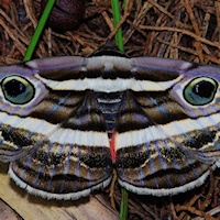 White Banded Noctuid Moth