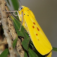 Yellow Tiger Moth