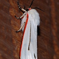 Donovan's Tiger Moth