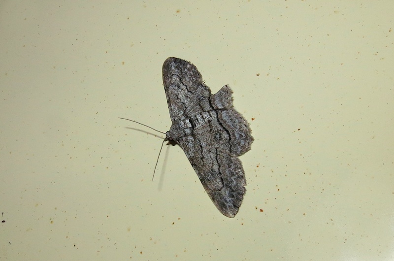 Unidentified Moth 3