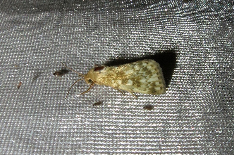 Unidentified Moth 6