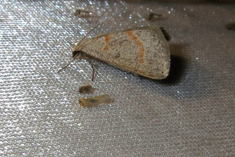 Unidentified Moth 7