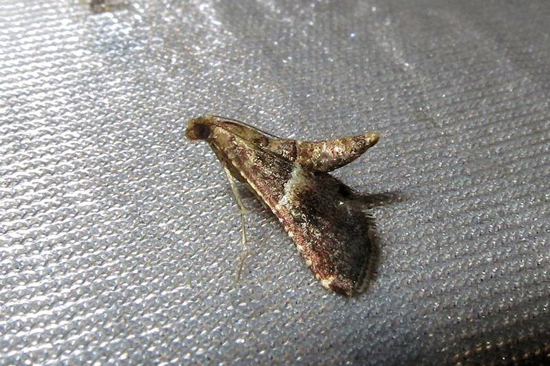 Unidentified Moth 8