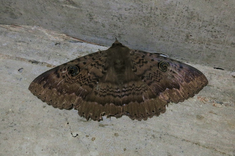 Northern Old Lady Moth