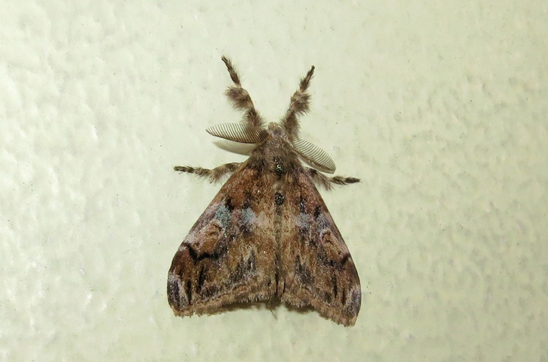 White-spotted Tussock Moth