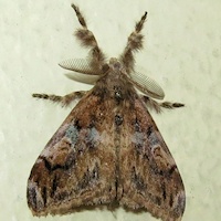 Lymantriidae