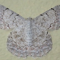 White Looper Moth