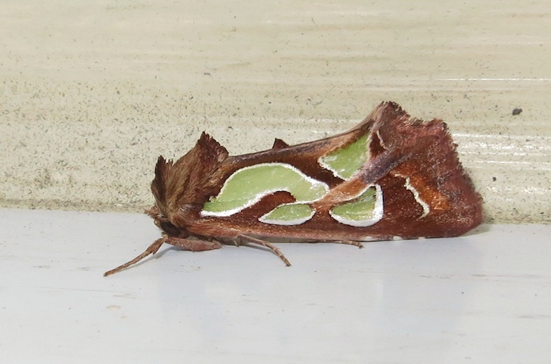 Green Blotched Moth
