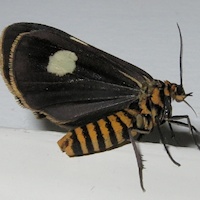 Senecio Moth