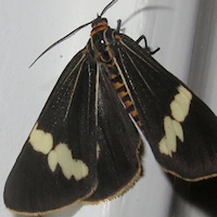 Senecio Moth