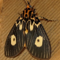 Australian Moths /