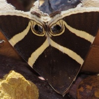Round-eyed Striped Noctuid