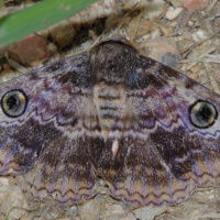 Brown White Banded Noctuid