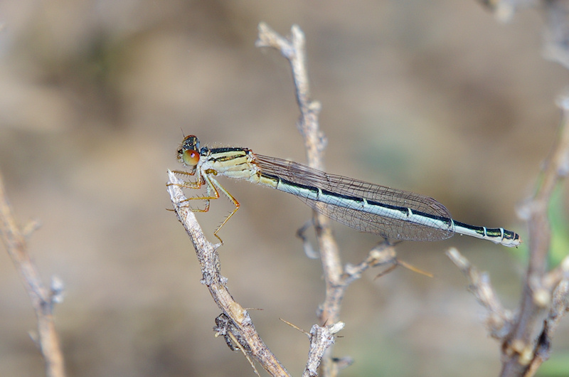 Red & Blue Damsel