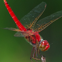 Australian Damselflies & Dragonflies /