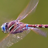 Blue-Spotted Hawker