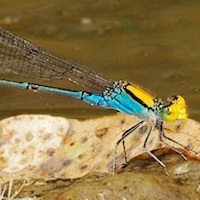 Gold-Fronted Riverdamsel
