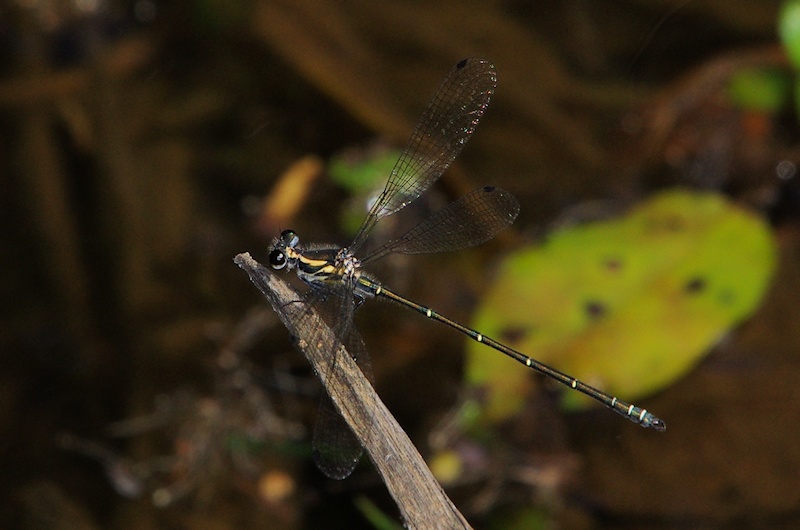 Common Flatwing