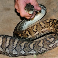 Carpet python