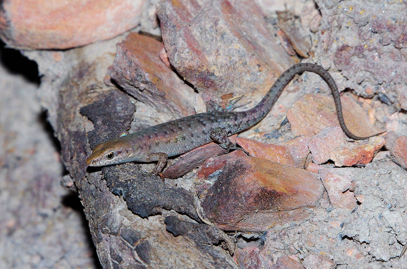 Two-spined rainbow skink
