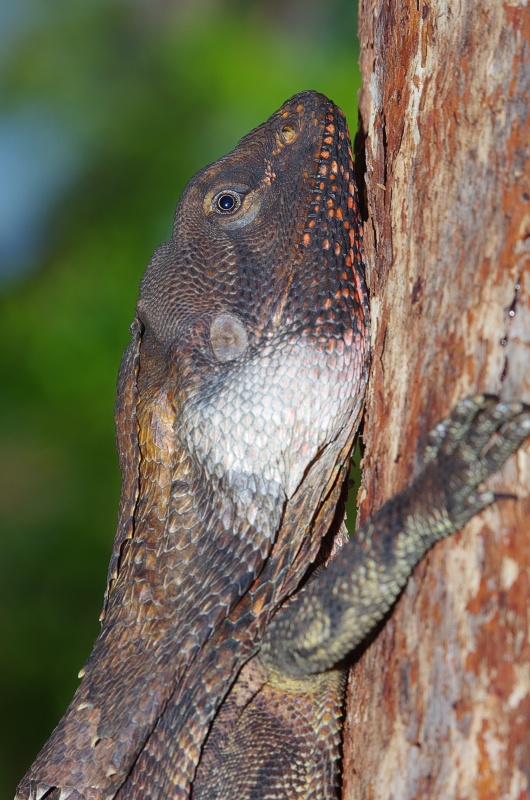 Frill-necked dragon
