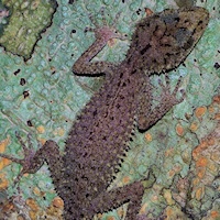 Ringed thin-tailed gecko