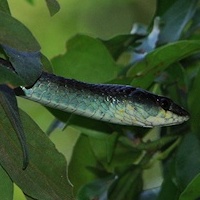 Common tree snake