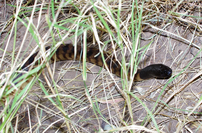 Black-headed python