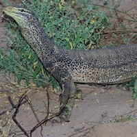 Yellow-spotted monitor