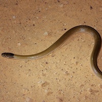 Curl snake